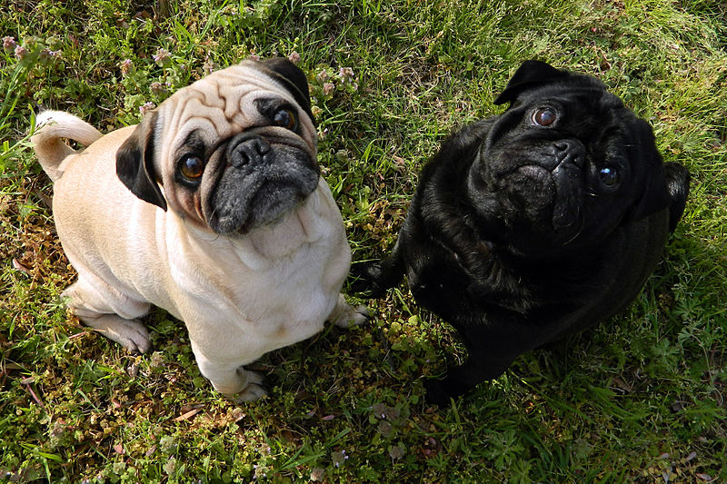 Picture of two pugs
